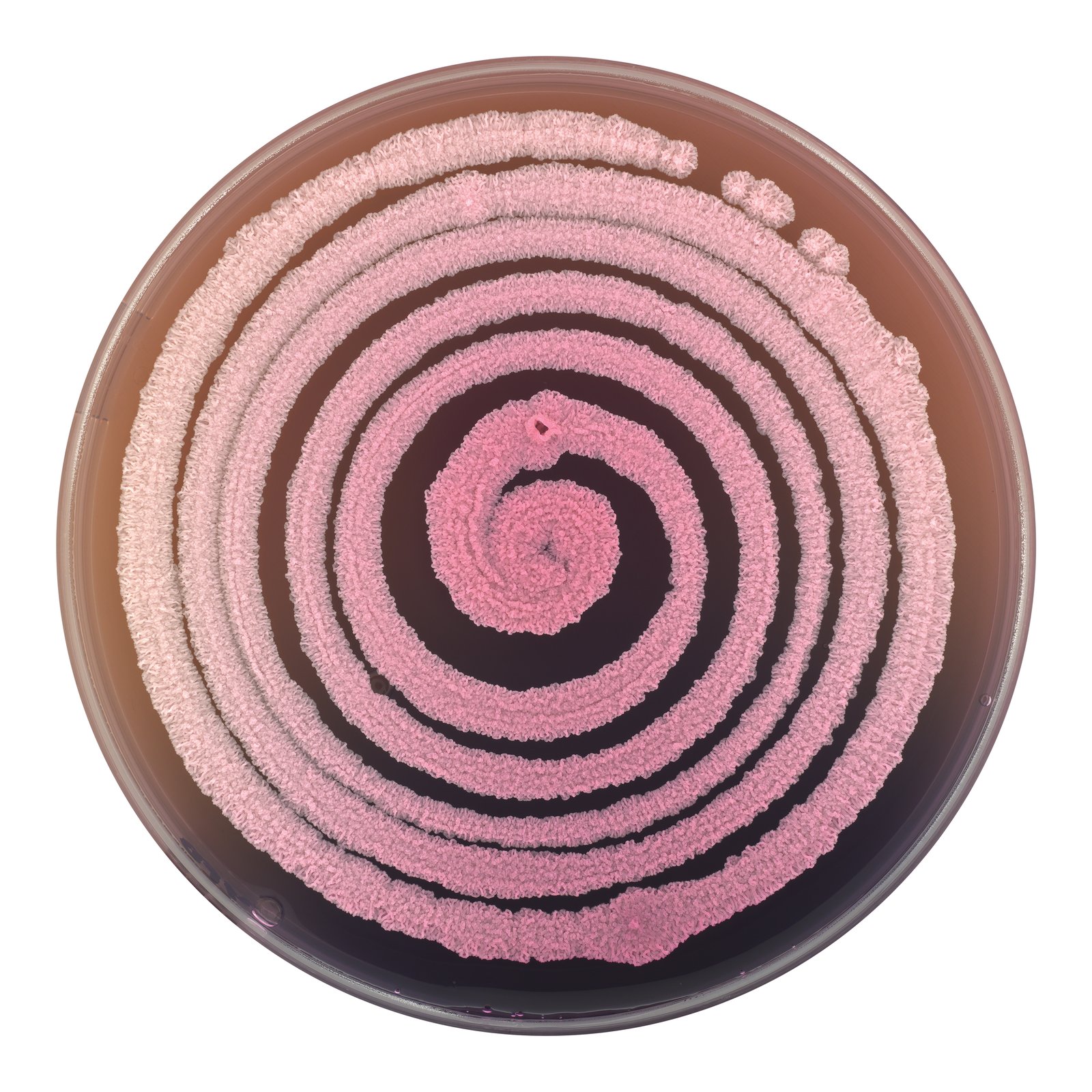 Forbidden Candy Floss | Zoe Snape Artist